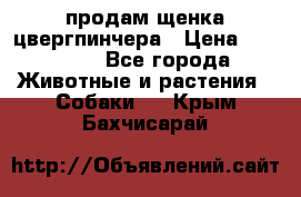 продам щенка цвергпинчера › Цена ­ 15 000 - Все города Животные и растения » Собаки   . Крым,Бахчисарай